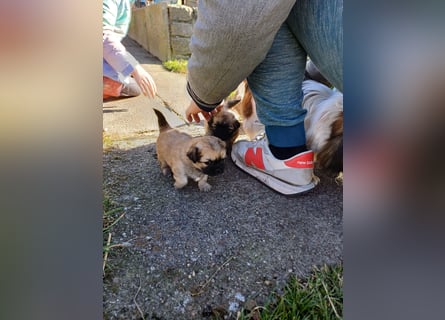 Pekinese chihuahua Mix welpen