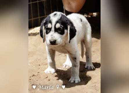 Marla sucht ab  September ein Zuhause