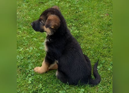 Schäferhund-Welpen 1 Rüde, 8 Hündinnen zu verkaufen