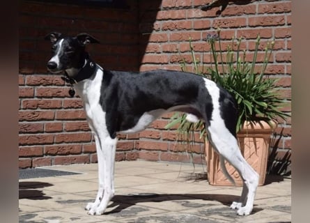 Whippet-Welpen – B-Wurf (VDH/WCD) – Liebevoll & Familiär aufgezogen