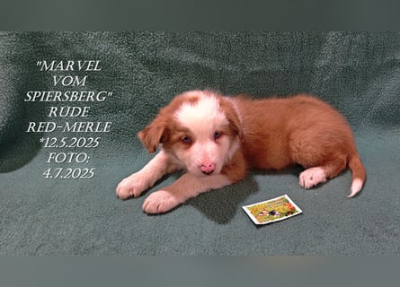 Border Collie-Welpen , black-,choco-,red-white und red-,black-merle