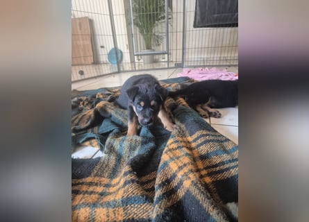 Rottweiler Schäferhund Mischling