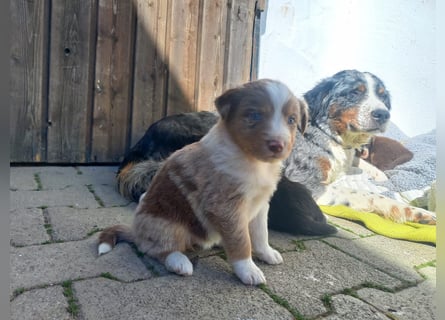 Hübsche Aussie Welpen