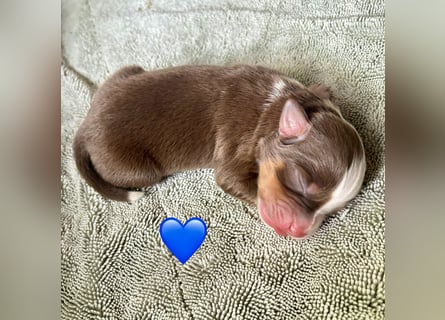 Mini/Miniature Australian Shepherd Welpen mit Papiere