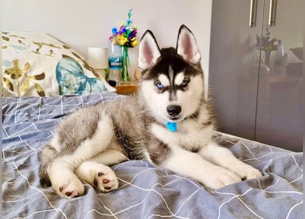 FCI Pedigree Blue Eyed Black & White Siberian Husky 