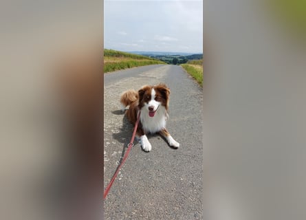 Mini Australien American Shepherd / Mini Aussi / Deckrüde / all clear /Gesundheitszeugnis