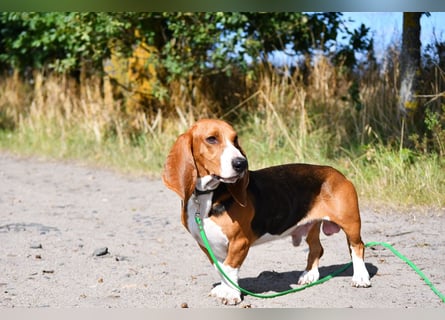 Der zauberhafte Vasko, ein reinrassige Basset Artesien Normand sucht ein neues Zuhause. Eine seltene