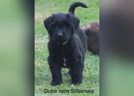 Kuschelbären suchen ein Zuhause