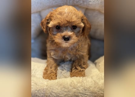Sehr gesunde Maltipoo welpen in abricot und créme farben.