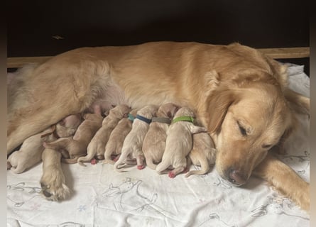 Golden Retriever Welpen