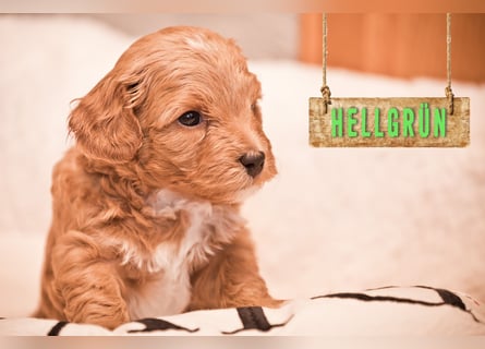 5 Wunderschöne Maltipoo-Welpen suchen ein neues, liebevolles Zuhause!