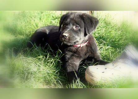 Australian Shepherd Labrador Welpen Aussiedor