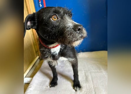 (R) ❤️ liebe Schmusemaus LUCY - 8,5 Jahre, 45cm/18kg - Schnauzer-Mix