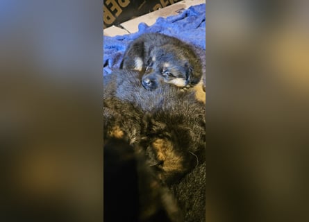 Schäferhund Welpen