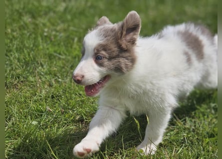 Border Collie Welpen -  Rüden