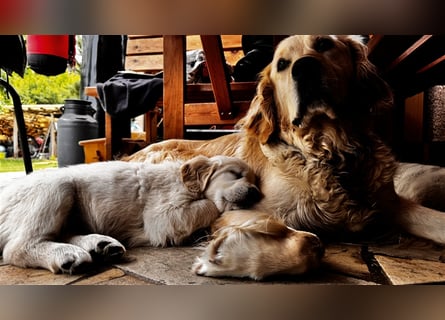 Wesensfeste leinenführige Golden Retriever Welpen mit Stammbaum