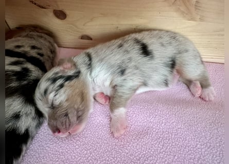 Blue Merle Rüde, Australian Shepherd