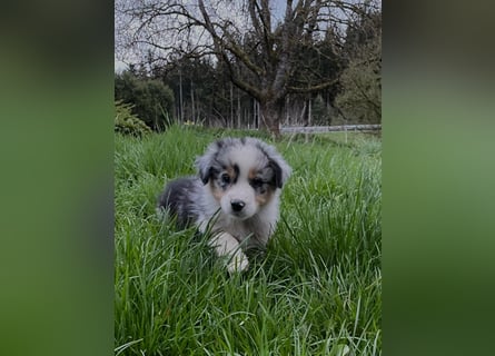 Australian Shepherd Welpen
