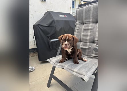 OEB mix Bulldoge old english bulldog