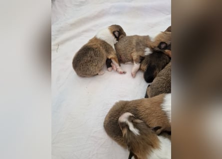 Colliewelpen englische Langhaar