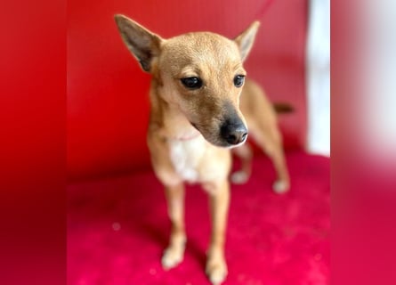(R) ❤️ zarte kleine SZANDY - 4 Jahre, 32cm/4,2kg - Zwergpinscher-Mix