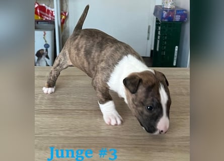 Miniature Bullterrier