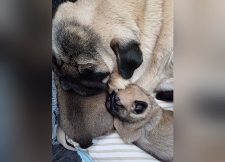 Mops welpen ab sofort Abgabe bereit.