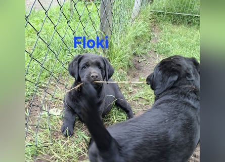 1 Labrador Welpe Rüde mit Ahnentafel