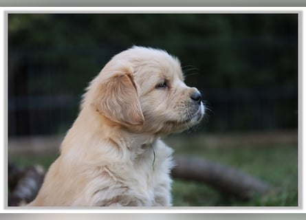 Golden Retriever Welpen vom Thüringer Wald