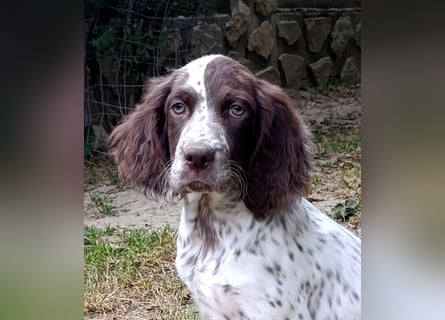 English setter Rüde Welpe