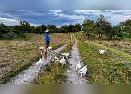 Wesensfeste leinenführige Golden Retriever Welpen mit Stammbaum