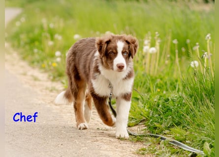 Australian Shepherd Welpen Rüden, ASCA