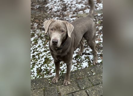 Wunderschöner silberner Labrador - 1.5 Jahre alt 