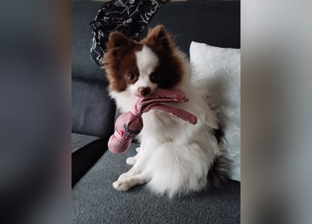 Dringend neues liebevolles Zuhause gesucht