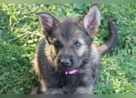 Schäferhund Welpen mit VDH Ahnentafel