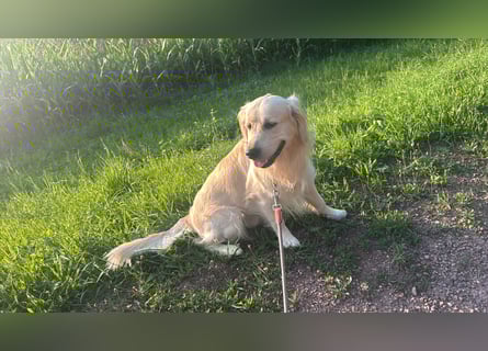 Golden Retriever Deckrüde mit Ahnentafel