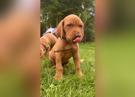 Magyar Vizsla Wurfankündigung