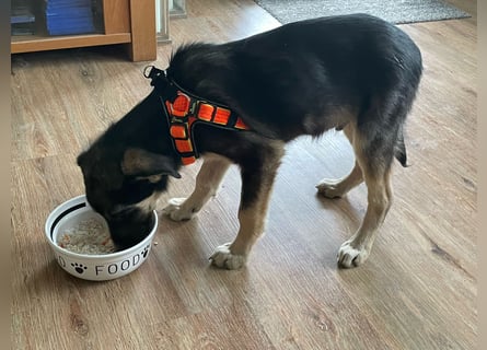 In der Nähe von Köln Traumhund Ben sucht ein Zuhause