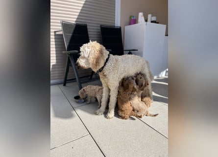 Goldendoodle F1b Welpen F1bb -apricot hell dunkel