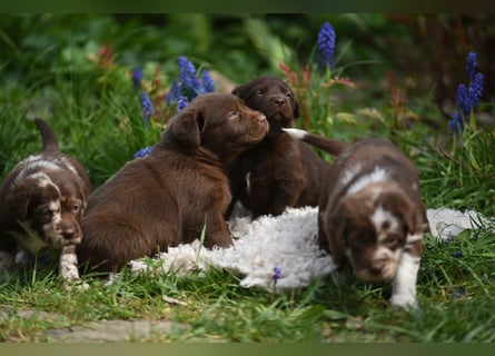 Aussiedor Aussiedorwelpe Welpe Australien Shepherd x Labrador