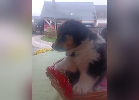 Border Collies Welpen