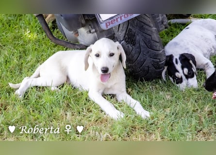 Roberta und Robbie, f.,  suchen eine Familie