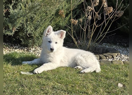 Weißer Schweizer Schäferhund / Welpen / Berger Blanc Suisse / puppies with FCI pedigree