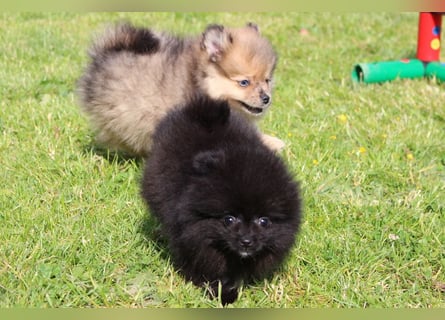 Unser sehr kleines Pomeranian Zwergspitz Mädel "Yulie" sucht Kuschelpartner