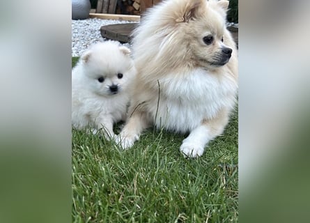 Süße Pomeranian Zwerkspitz Welpen 