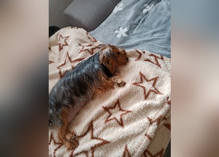 Süße Chorkie-Welpen black and tan & beige MIX !!!