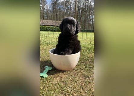 Wunderschöner Golden Retriever - Labrador Mix Welpe
