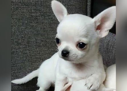 Chihuahua Welpen reinrassig Rüde
