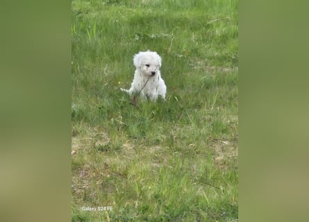 Spanische Wasserhund Welpen reinrassig