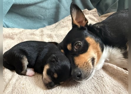 Mittelspitz-Chihuahua-Terrier Mix